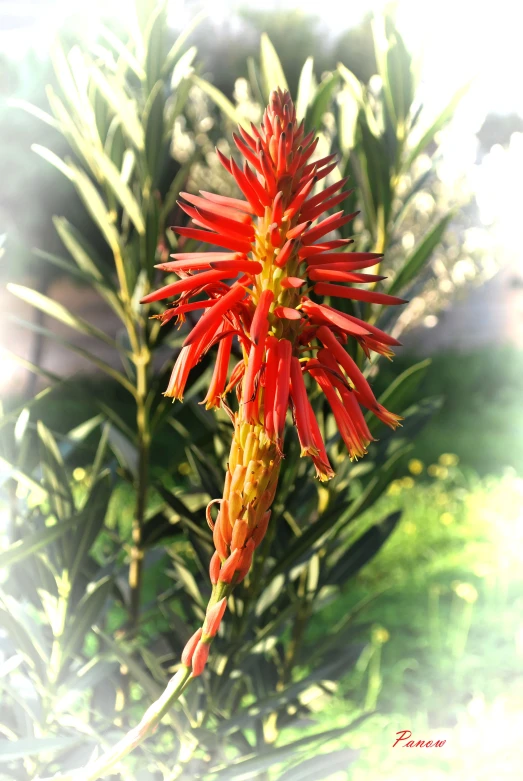 a red plant that is growing inside of the ground