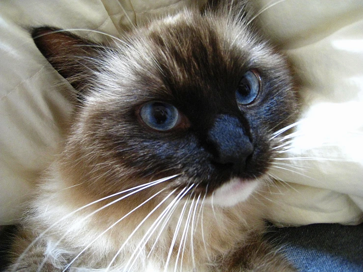 a close up s of a cat on top of a bed