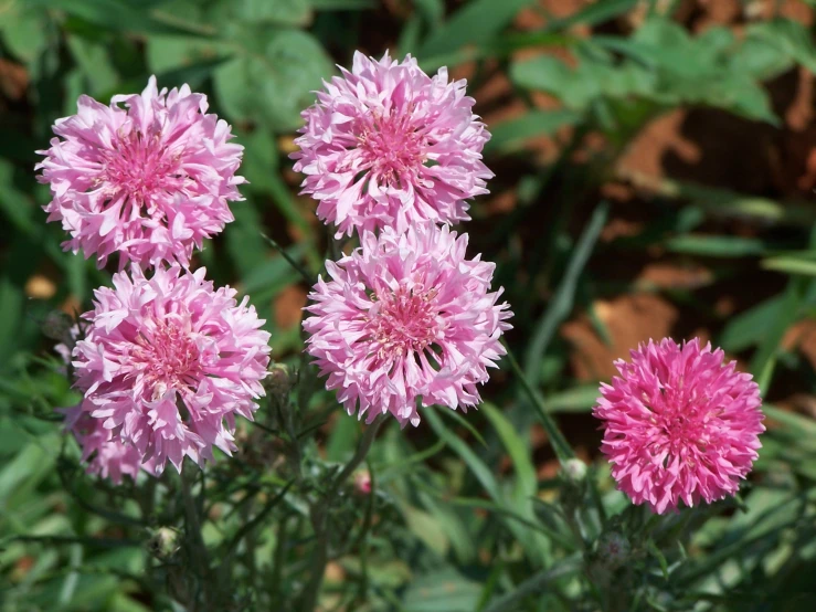 a bunch of pink flowers sitting next to each other