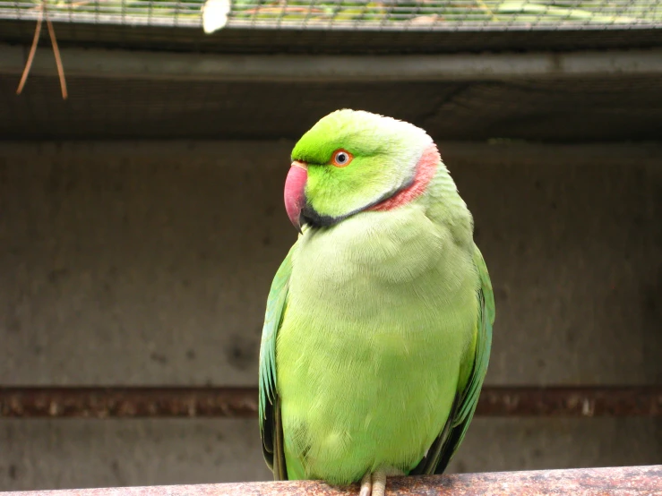 a green bird perched on the concrete next to a building
