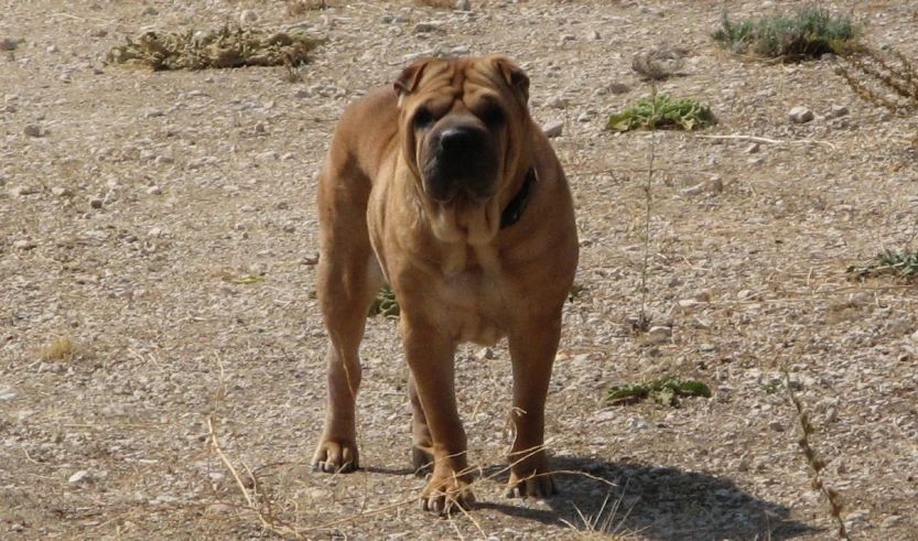 an image of a big brown dog standing in the dirt