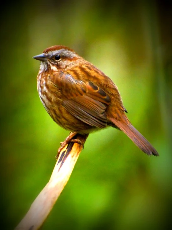 the bird is sitting on a nch, waiting for his next meal