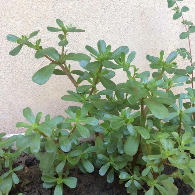 a close up of green plants near a wall