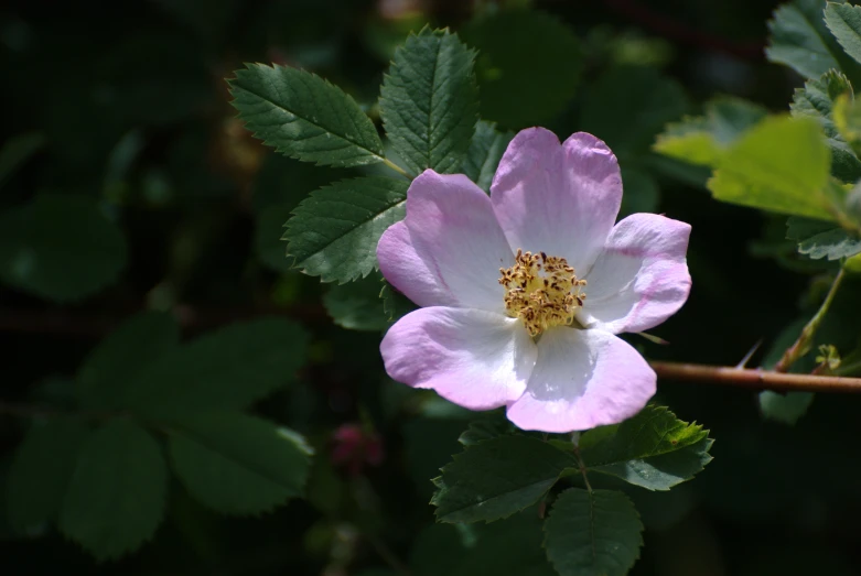 an image of a rose blooming on the ground