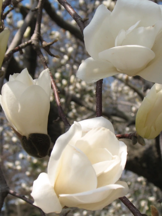 flowers are hanging from the nches in a tree