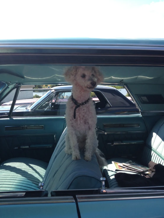 the dog is sitting on the back seat of the car