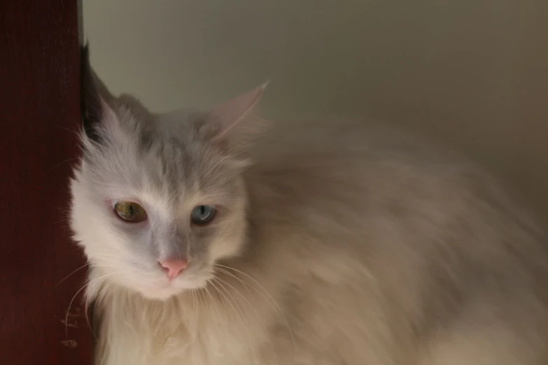 a white cat is peering into a mirror