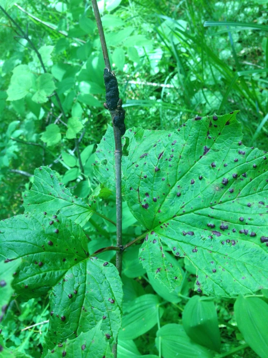 a bug crawling around the end of some leaf