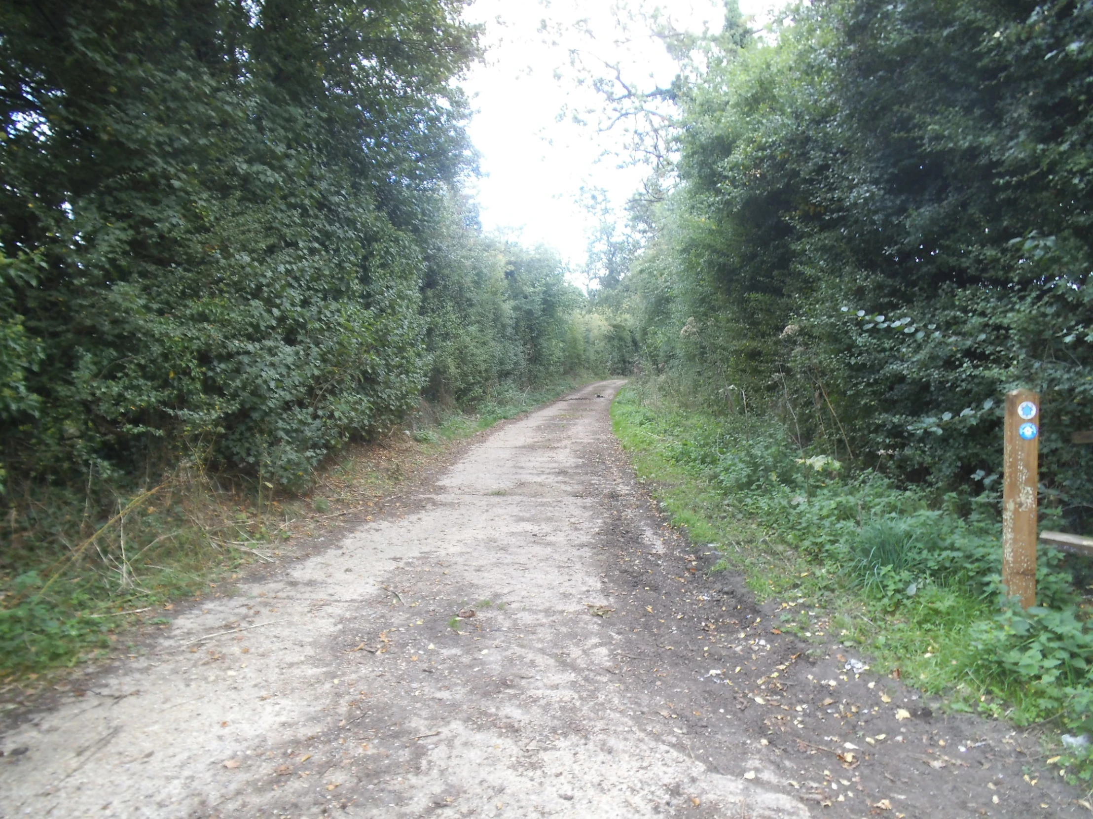 a dirt road surrounded by trees with a light pole