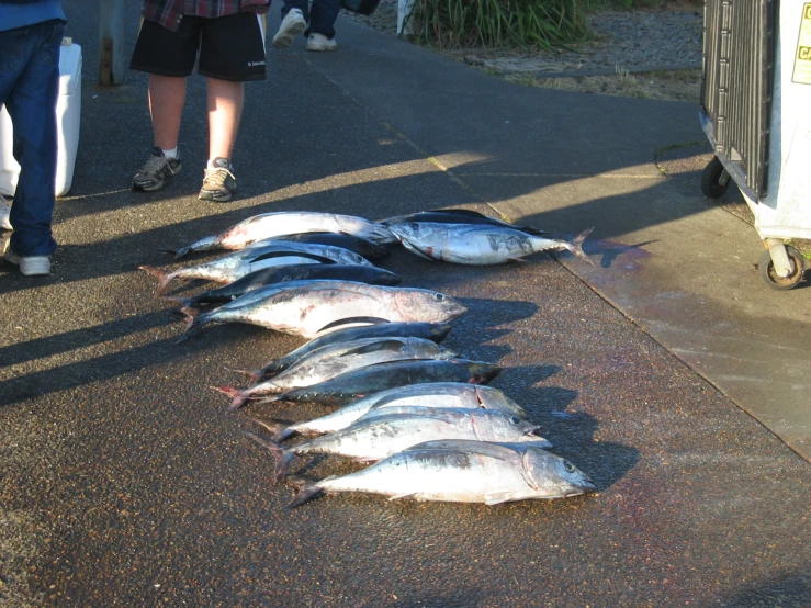 a bunch of dead fish are sitting on the ground