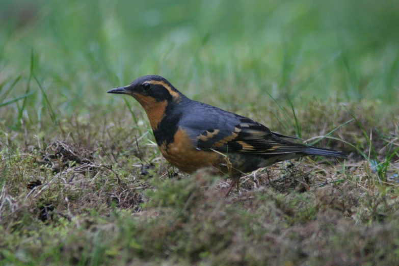 a bird sitting in a field of green grass