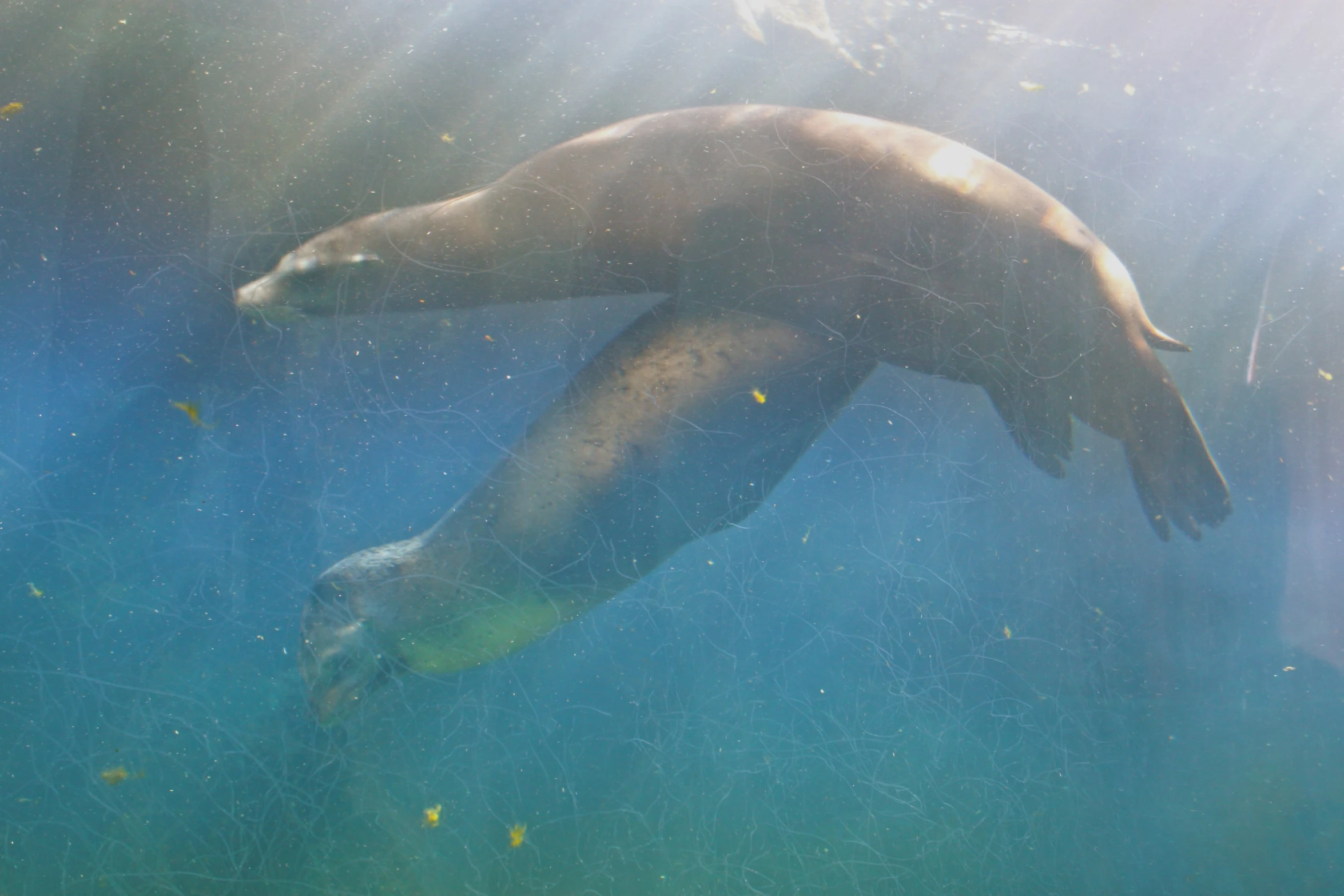 a sea lion swimming beneath the water near a boat