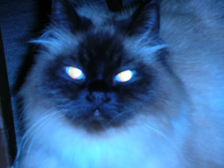 a blue eyed cat looks into the camera