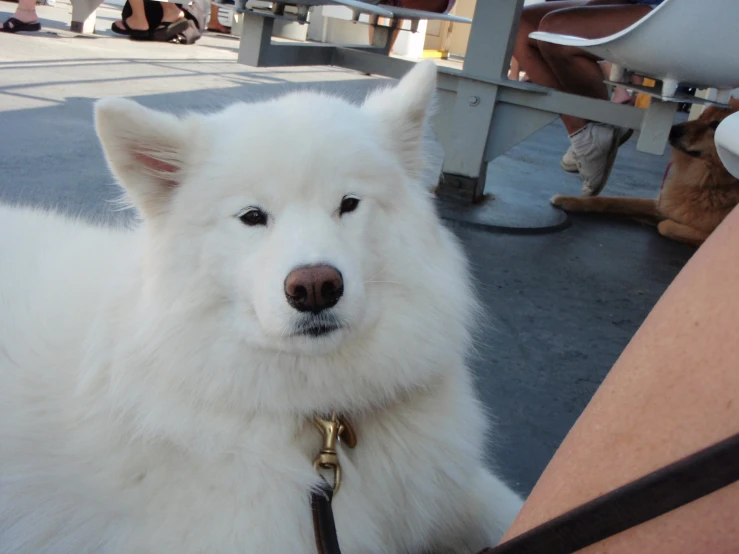 a close up of a white dog near many people