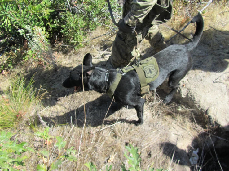 a black dog on a leash with an army style harness and vest