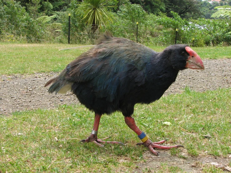 a large bird with very thick hair walking in the grass