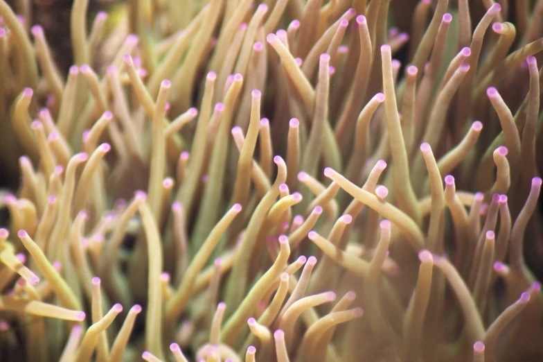 an image of a coral that is looking to be underwater