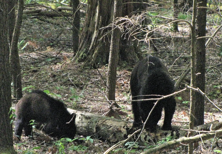 two bears walking through the woods together