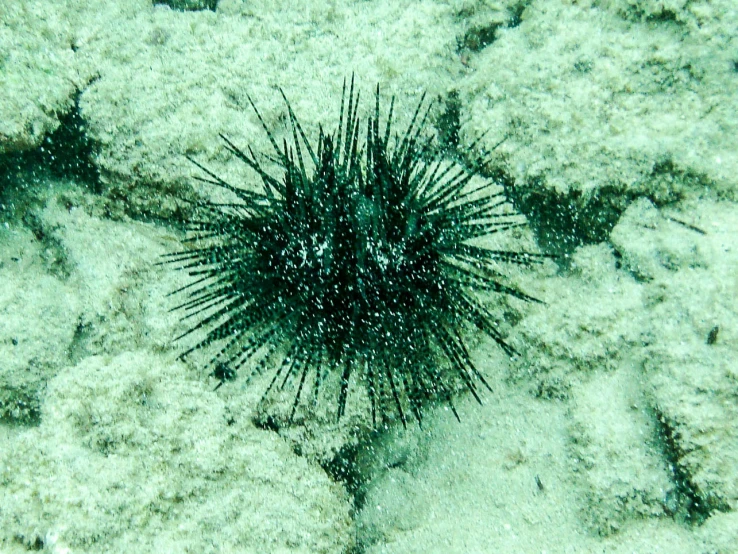 a sea urchin lays on the floor covered in snow