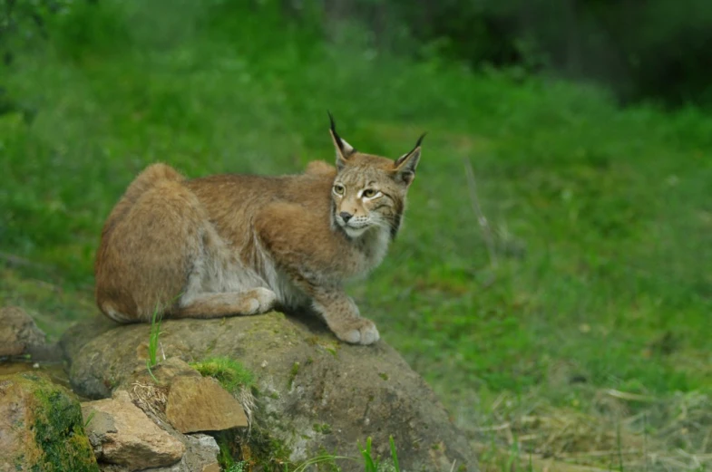 the mountain lion is sitting on the rocks outside