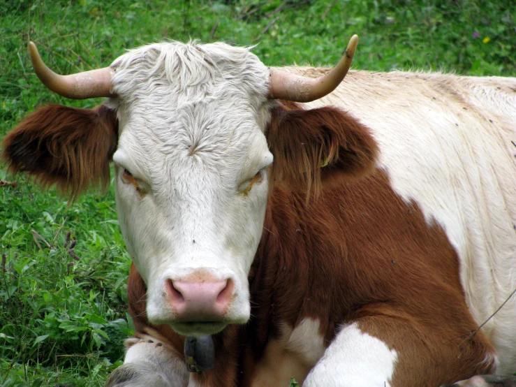 a brown and white cow laying on top of grass