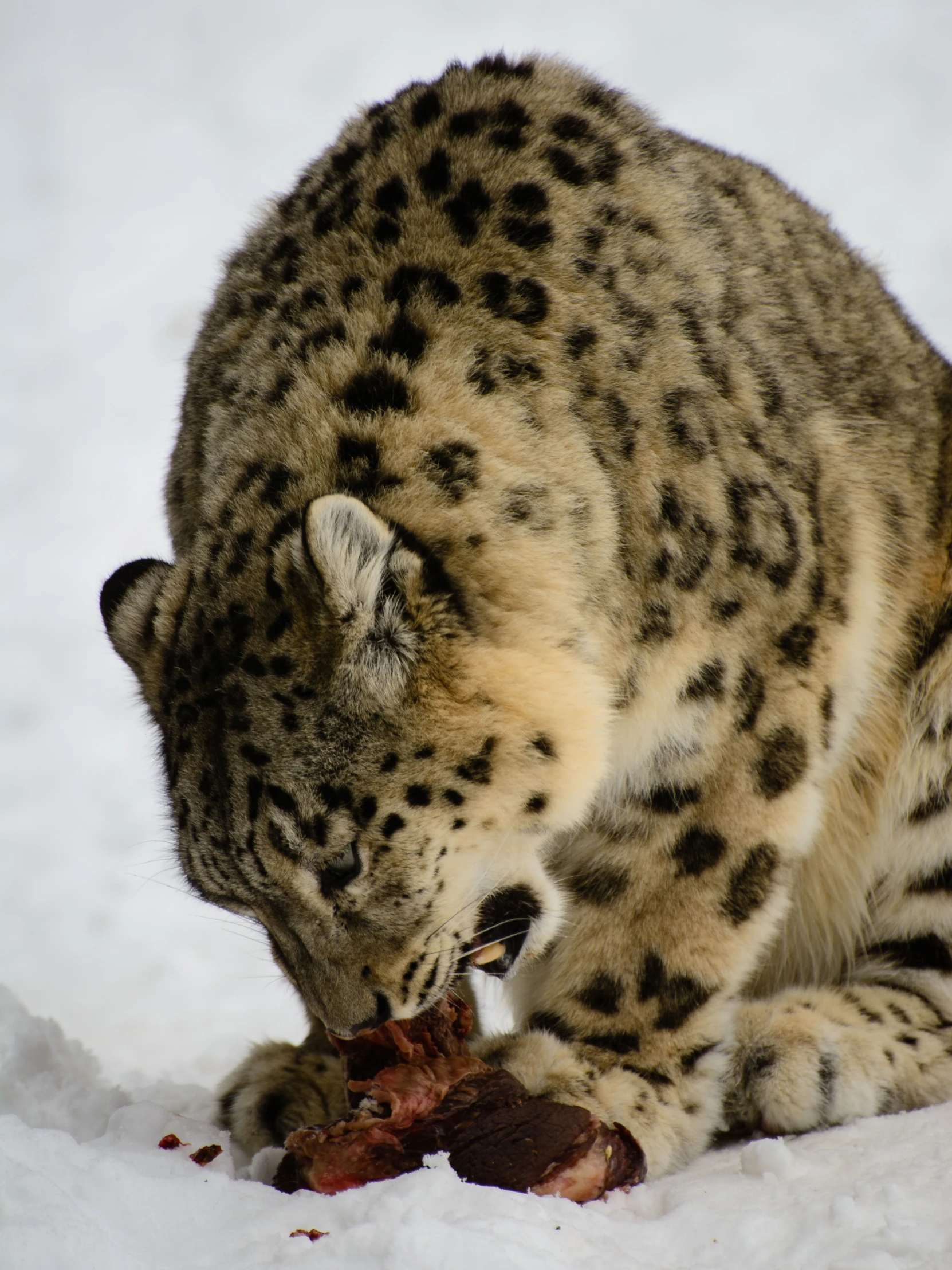 a snow leopard eating a rodent in the snow