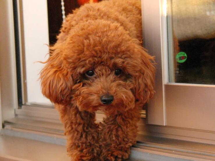 the dog is standing by the door with its mouth open