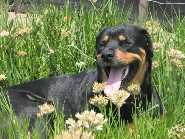 black and brown dog panting in the grass