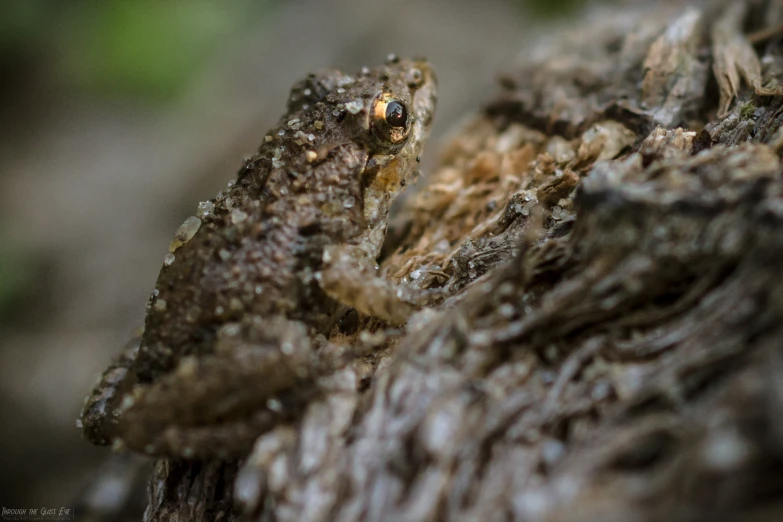 two toads are sitting on top of a tree