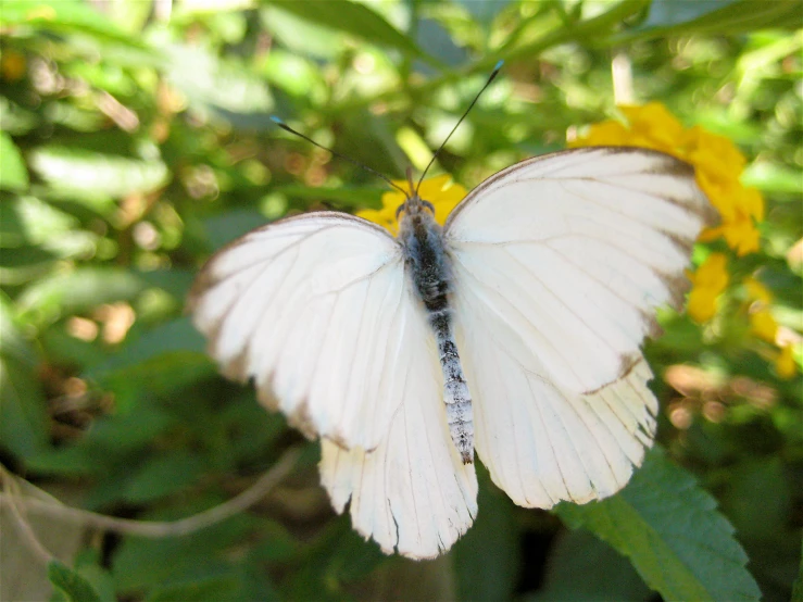 a erfly that is white and yellow sitting on some green plants