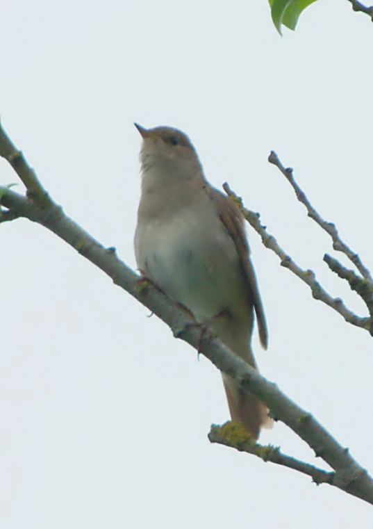 bird on a nch during the day