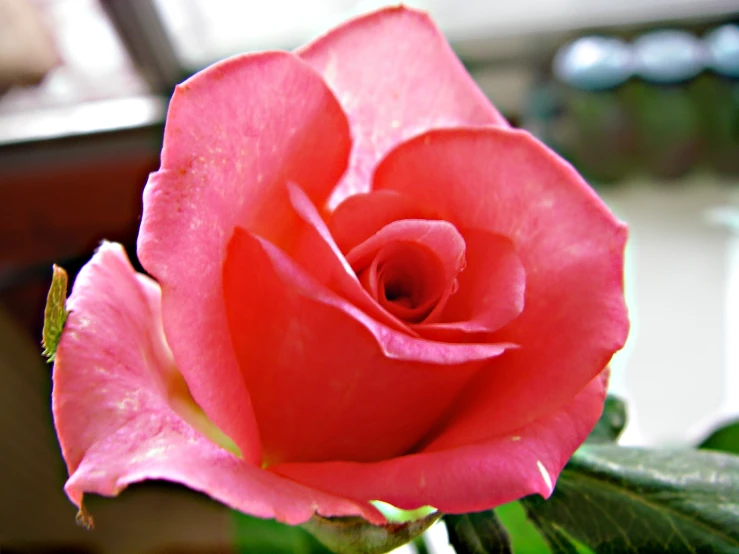 a red rose is sitting in a vase