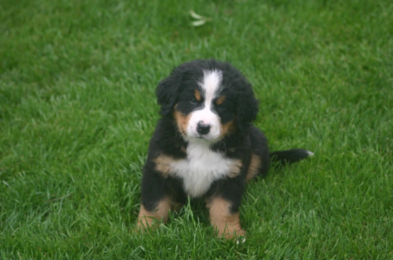 a puppy sitting on the ground in a field