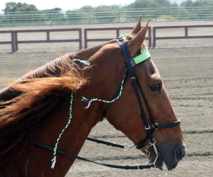 a close up of a brown horse wearing a halter