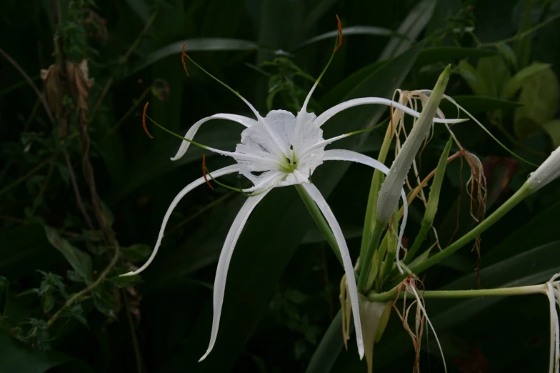 a flower with multiple flowers around it