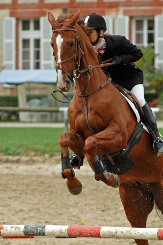 a brown horse in the air with its rider