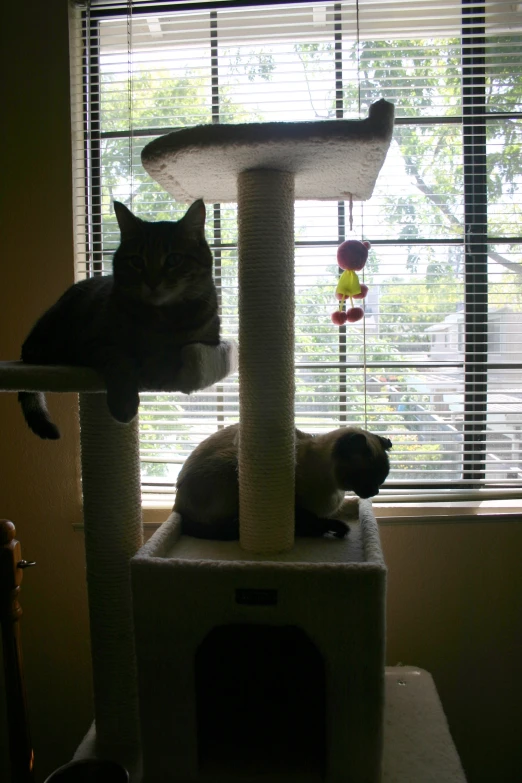 two cats are sitting on the top of a tree