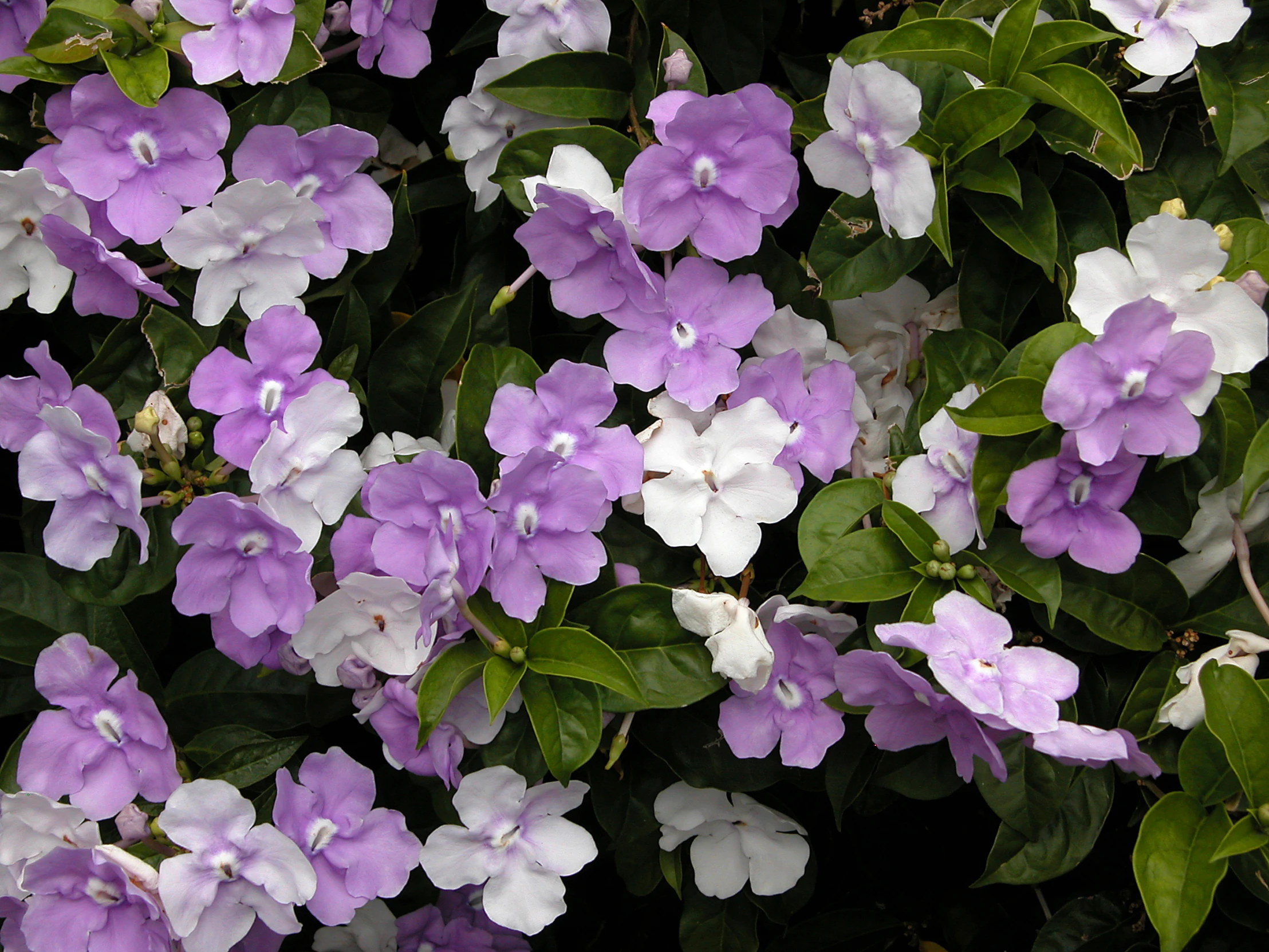 flowers in bloom, many white and purple, in full bloom