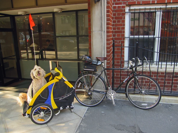 a dog in a trailer sits outside the door next to his bicycle