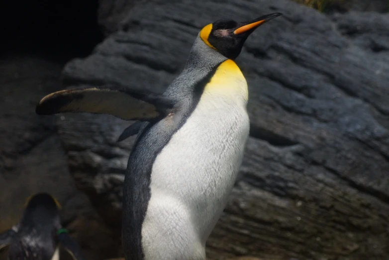 two penguins standing in the dirt next to each other