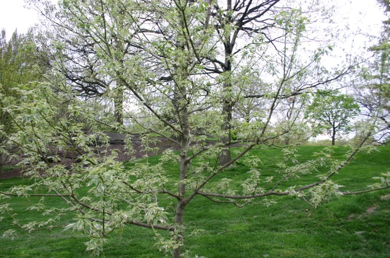 the top of a tree with green grass and rocks behind it