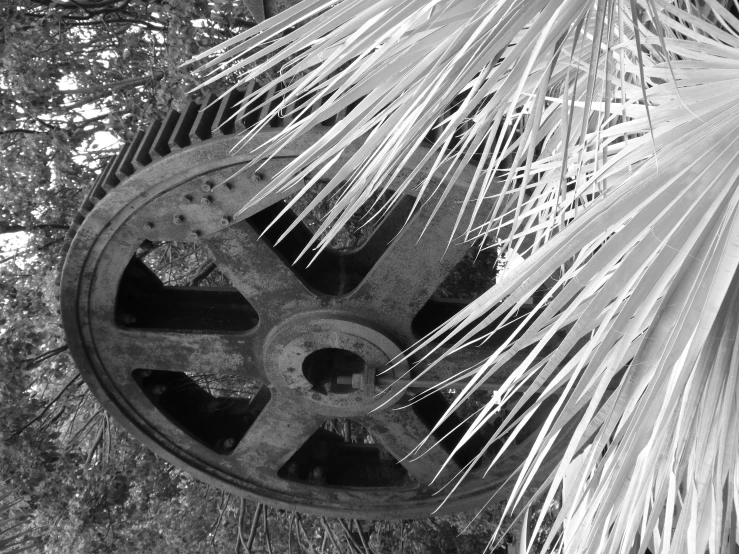 a piece of machinery and trees with some leaves