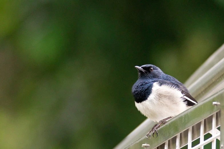 a blue and white bird on top of a balcony