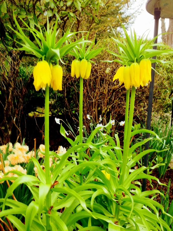 yellow flowers in a garden with green vegetation