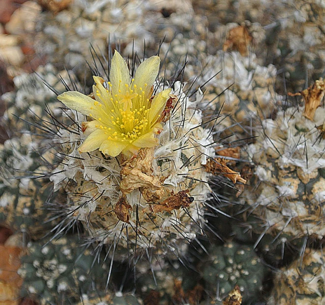 some very pretty small cactus plants with tiny flowers