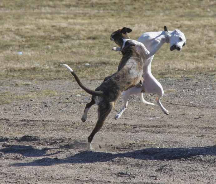two dogs playing with each other in an open field
