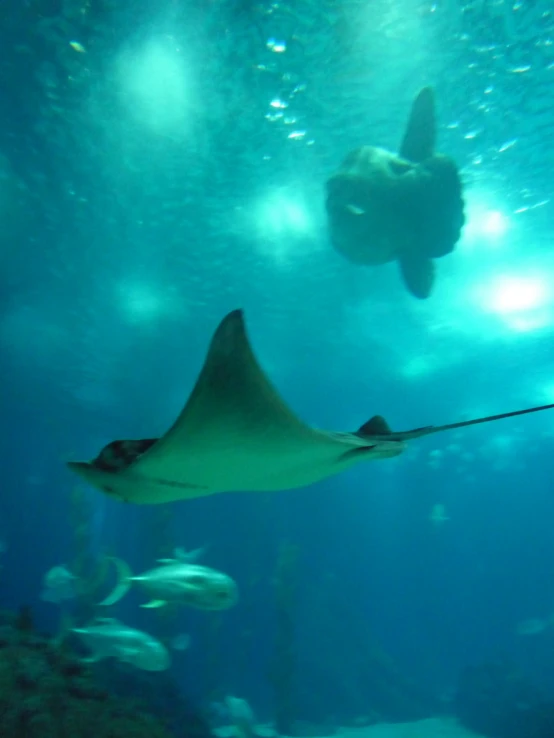 manta ray swimming in large blue pool with fishes