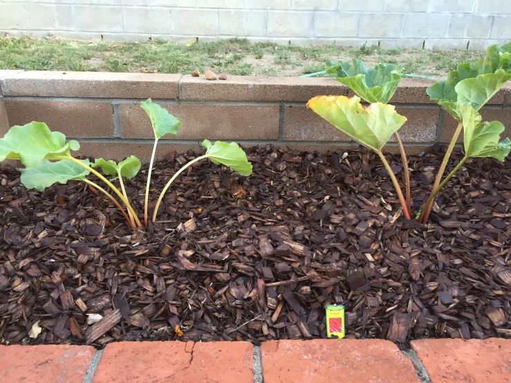 two plants are planted by the side of a brick wall