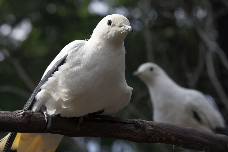 two white birds sit on a tree nch together