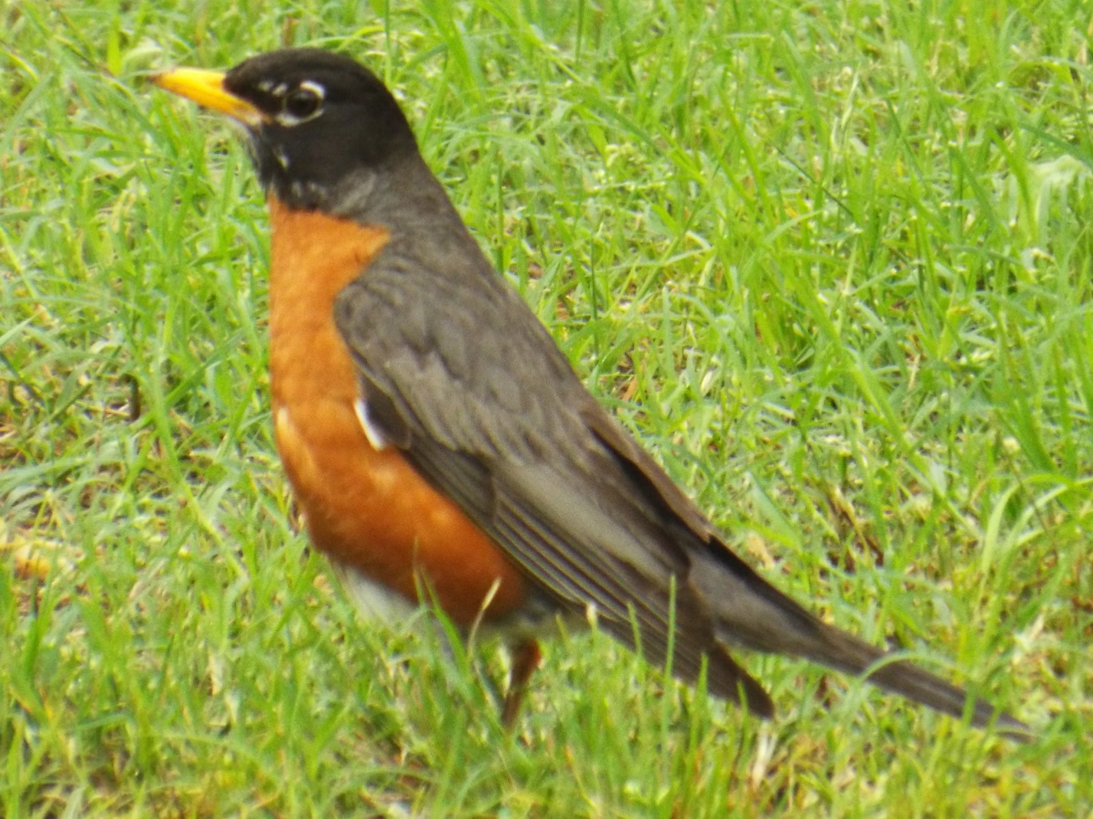 a bird is standing in the grass looking into its beak